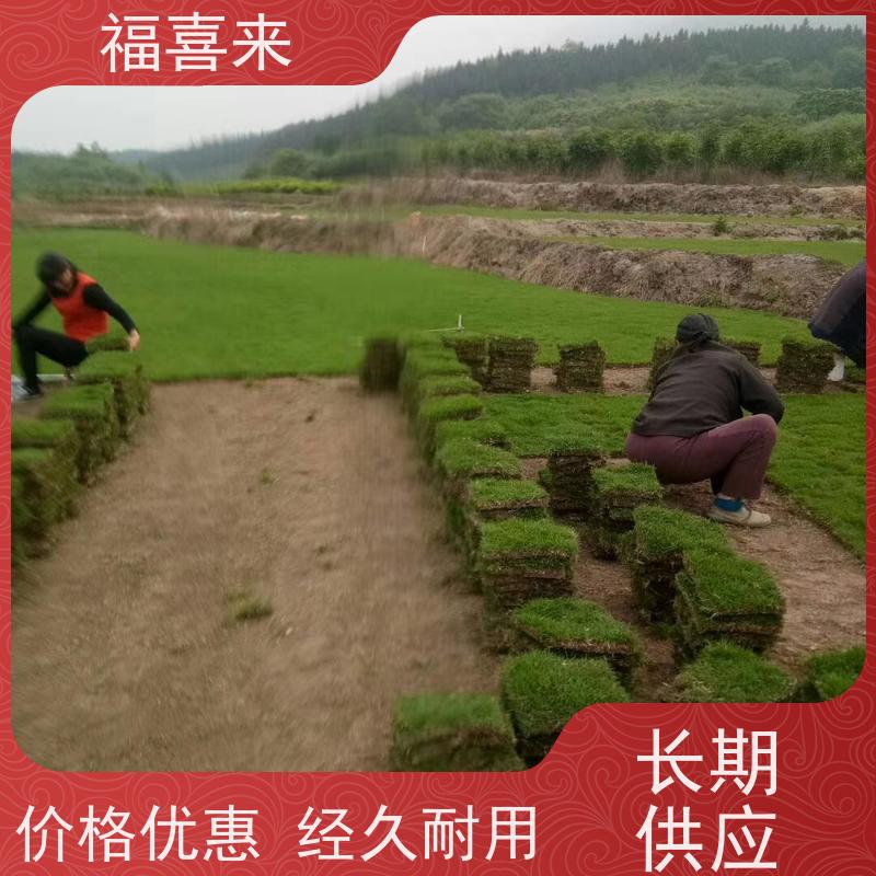福喜来苗圃 马尼拉草块批发 公园绿化混播草坪 常绿耐踩踏