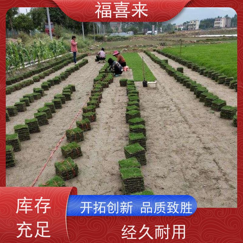 福喜来苗圃 马尼拉草块出售 球场用草 耐旱易打理 基地供应