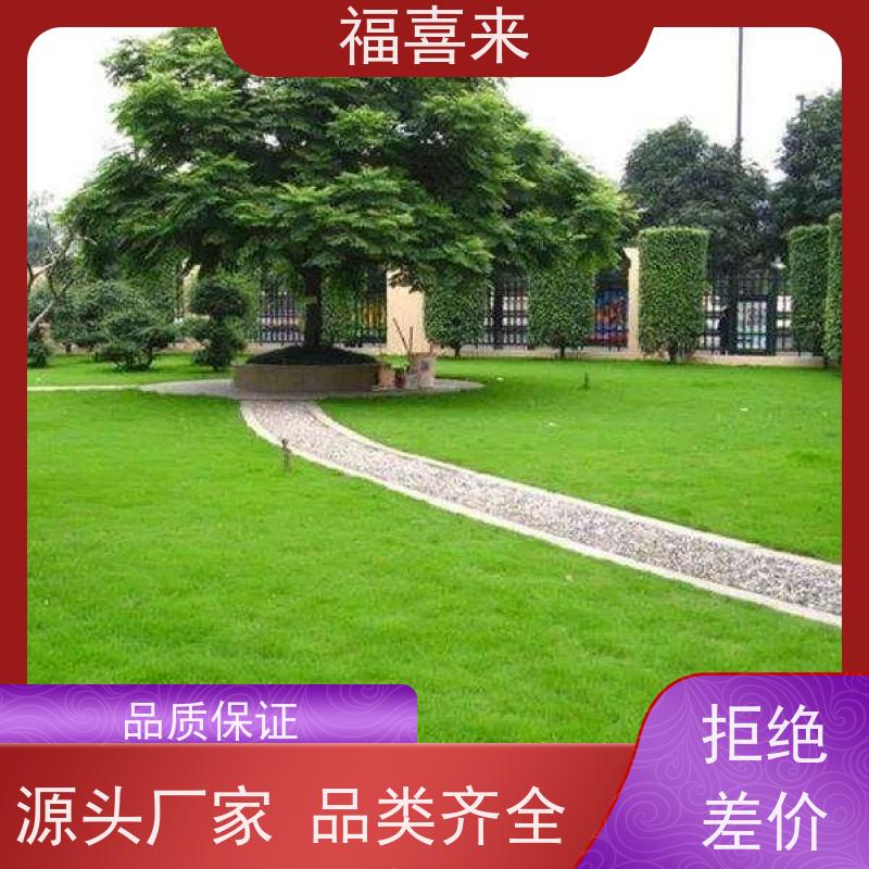 福喜来苗圃 马尼拉草皮 精品货效果好 基地供应