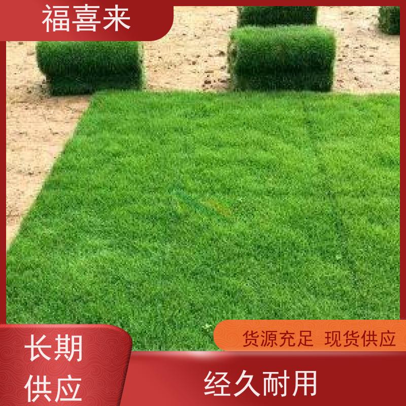 福喜来苗圃 马尼拉草卷出售 草皮基地直供 常绿耐踩踏