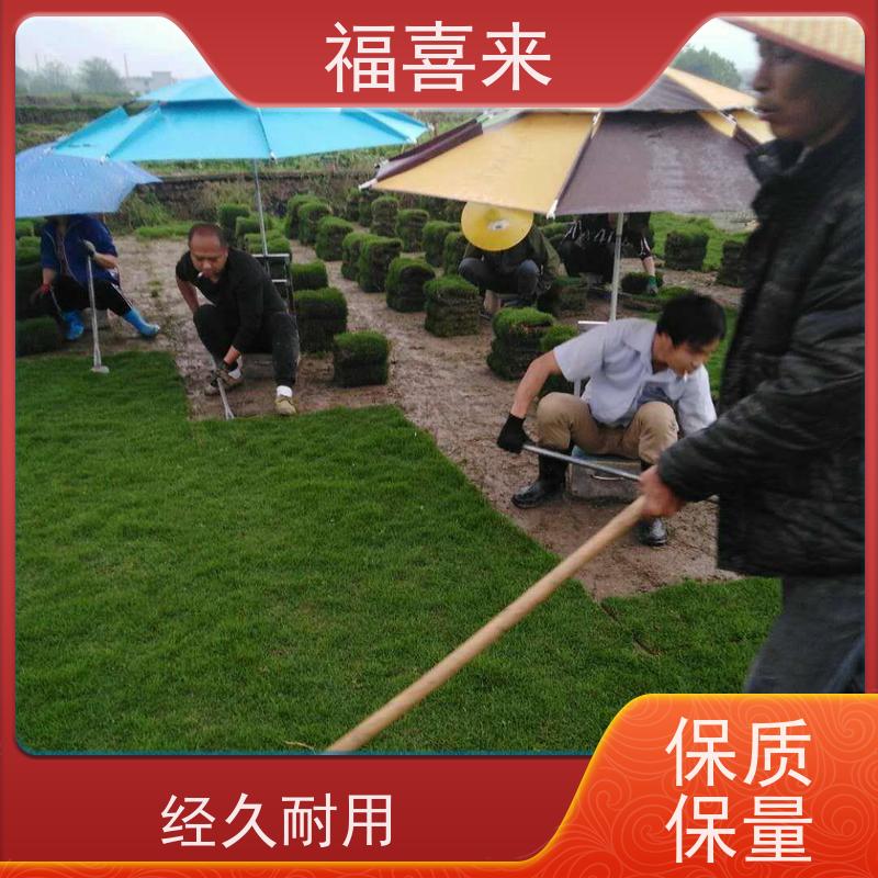 福喜来苗圃 马尼拉草皮批发 现挖现发品种齐全 常绿耐踩踏