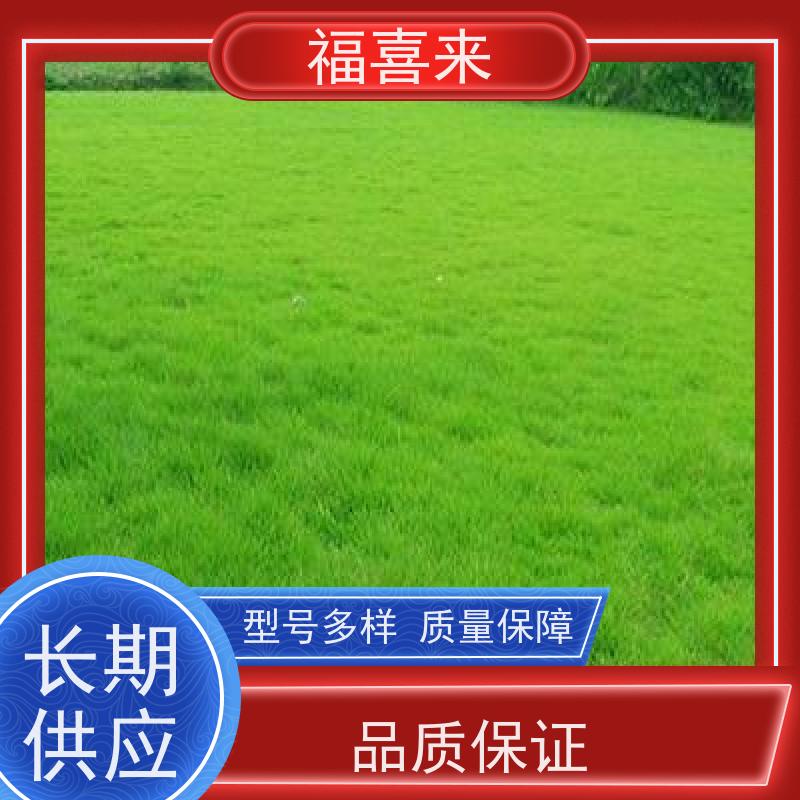 福喜来苗圃 马尼拉草皮供应 耐寒耐践踏易存活暖季型 常绿耐踩踏