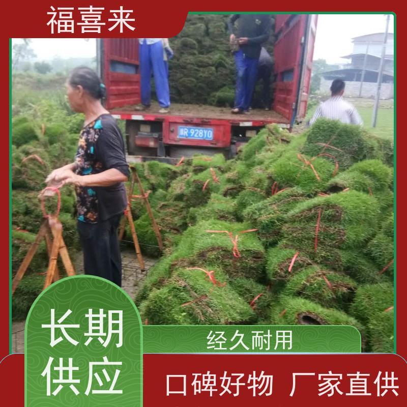 福喜来苗圃 马尼拉草卷出售 精品货效果好 工程草坪