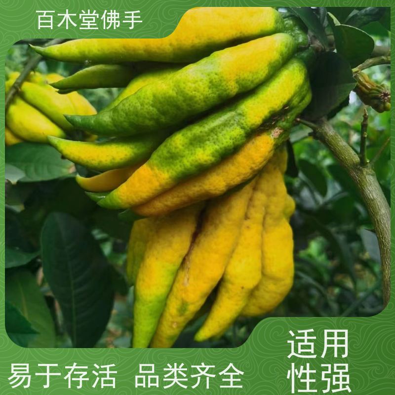 百木堂园林景区栽植玄胡种植树形丰富 适应性强