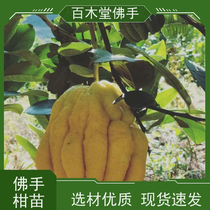 百木堂城市景观绿化树 玄参种植植株茂密 美丽多姿