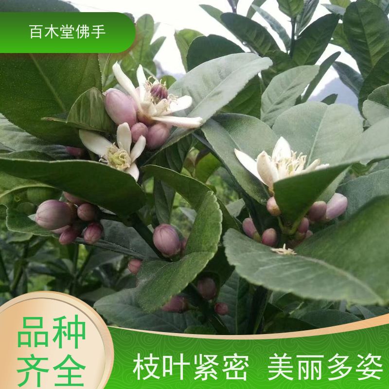 百木堂园林景区栽植白芨种植易成活适应性强