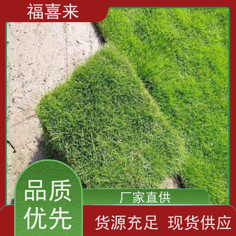 福喜来苗圃 马尼拉草块出售 公园绿化混播草坪 基地供应