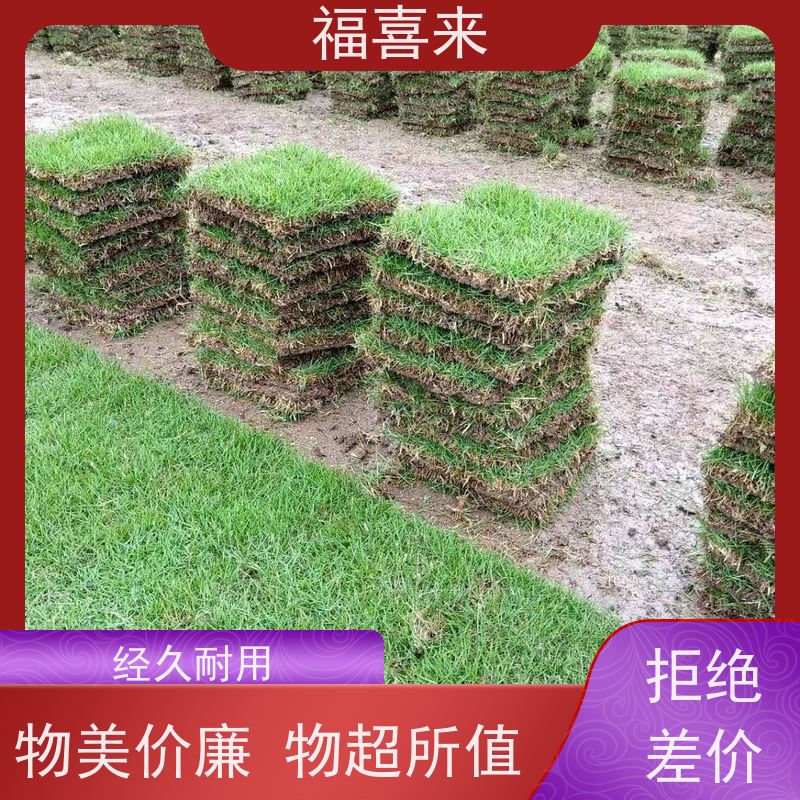 福喜来苗圃 马尼拉草块出售 球场用草 耐旱易打理 草坪基地直发