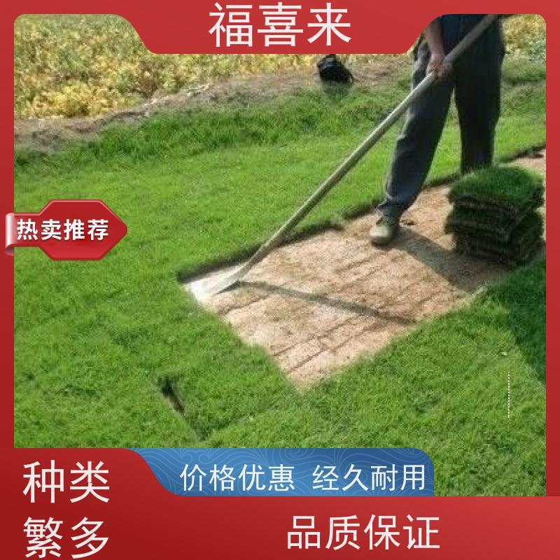 福喜来苗圃 草块出售 道路园区绿化用 草坪基地直发
