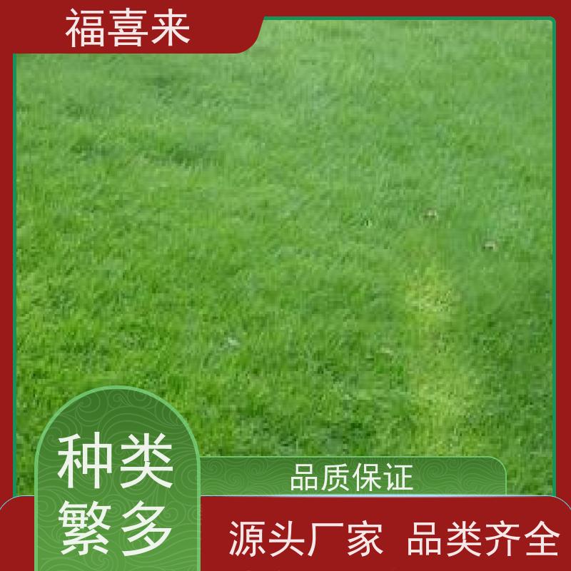 福喜来苗圃 马尼拉草皮 精品货效果好 常绿耐踩踏