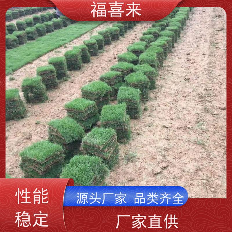 福喜来苗圃 马尼拉草块出售 公园绿化混播草坪 常绿耐踩踏