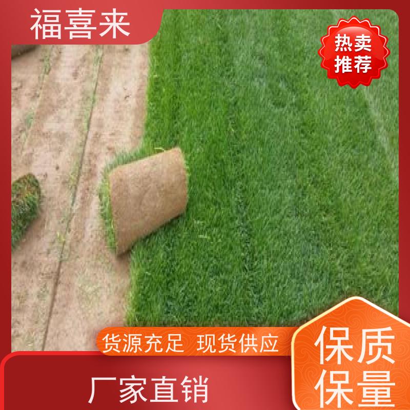 福喜来苗圃 马尼拉草卷供应 草皮基地直供 工程草坪