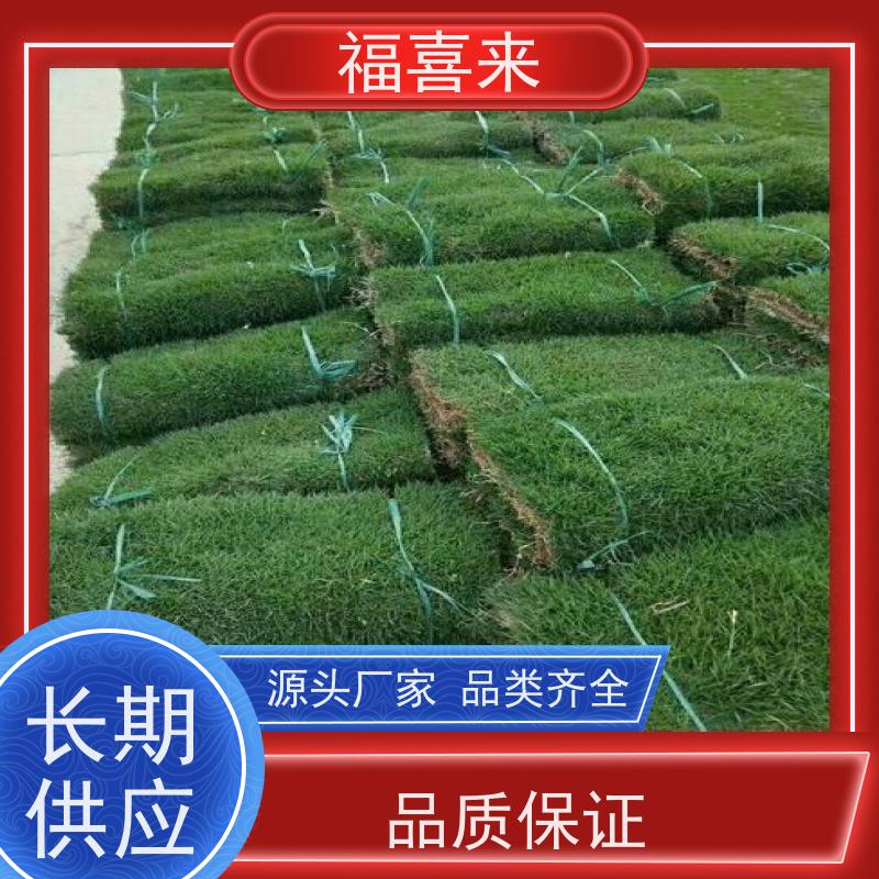 福喜来苗圃 马尼拉草卷批发 现挖现发品种齐全 基地供应