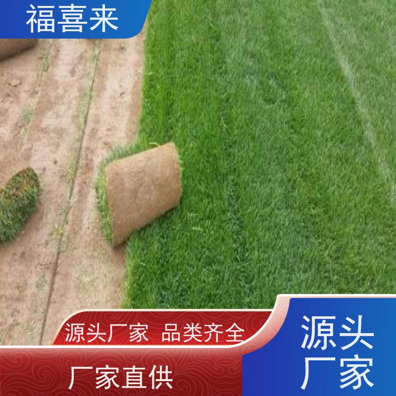 福喜来苗圃 马尼拉草卷供应 现挖现发品种齐全 草坪基地直发
