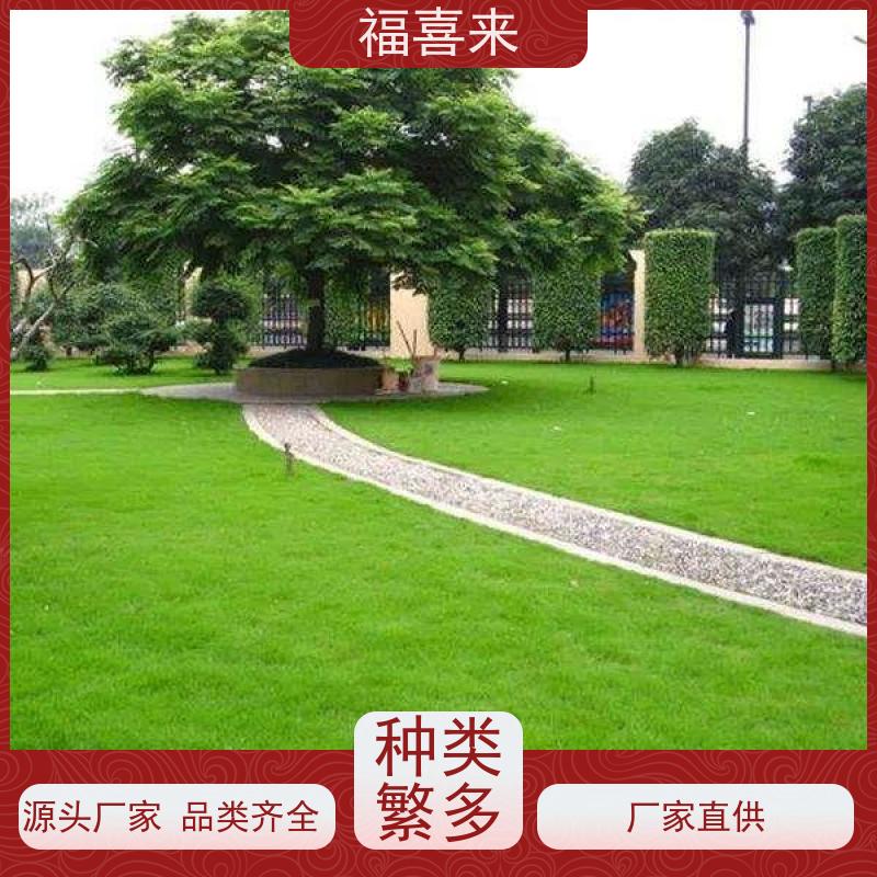 福喜来苗圃 马尼拉草皮供应 精品货效果好 常绿耐踩踏