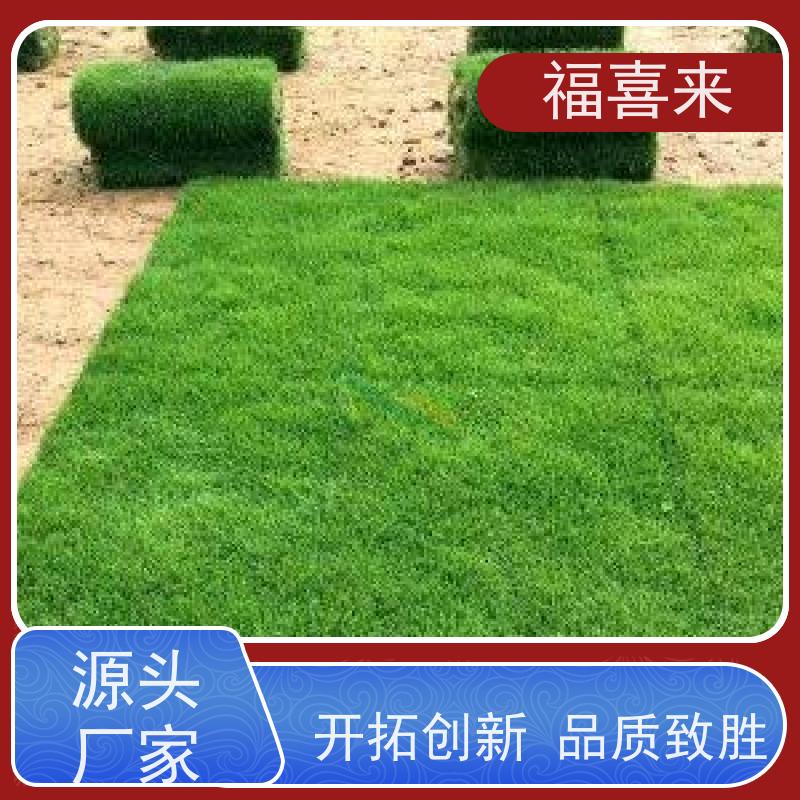 福喜来苗圃 草卷批发 道路园区绿化用 工程草坪