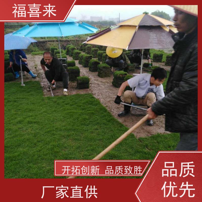 福喜来苗圃 马尼拉草皮 现挖现发品种齐全 基地供应