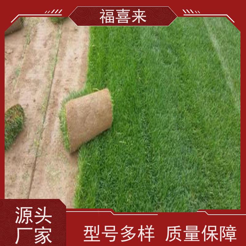 福喜来苗圃 马尼拉草卷供应 道路园区绿化用 常绿耐踩踏