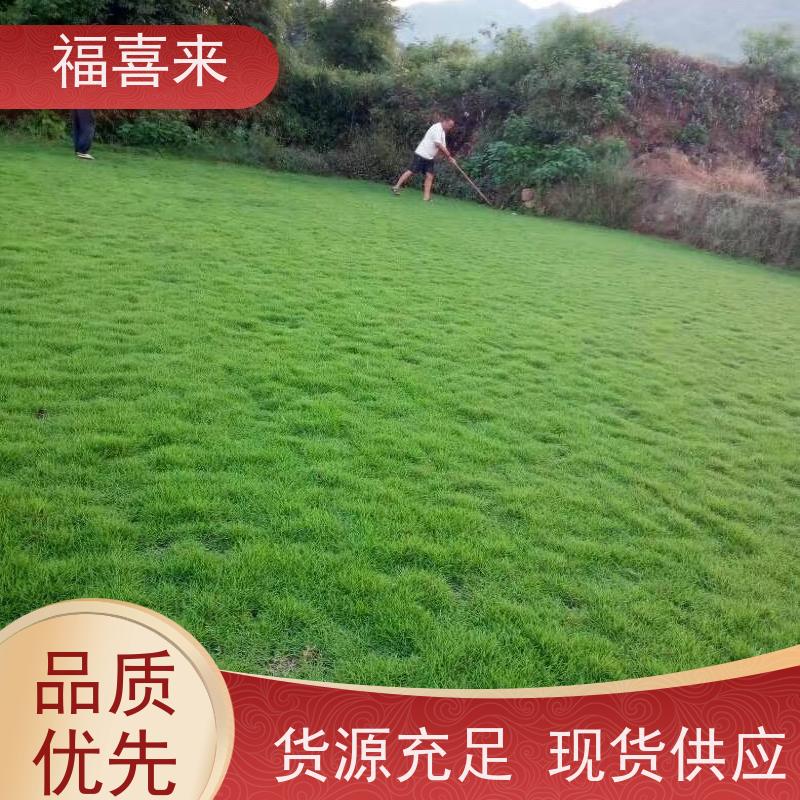 福喜来苗圃 草皮 道路园区绿化用 草坪基地直发