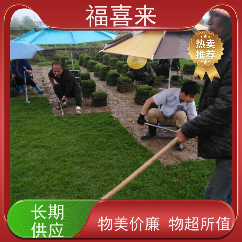福喜来苗圃 草皮供应 现挖现发品种齐全 工程草坪