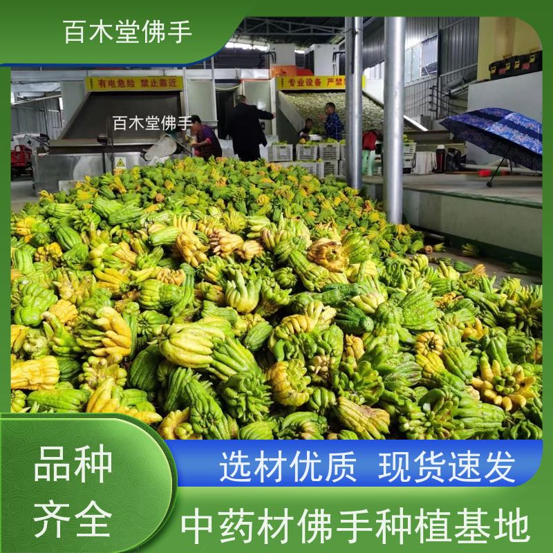 百木堂道路绿化行道苗梁 平佛手苗造型优美 较耐干旱