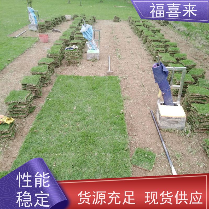 福喜来苗圃 草块批发 现挖现发品种齐全 基地供应