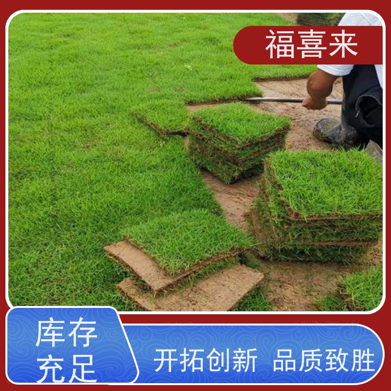 福喜来苗圃 草块出售 现挖现发品种齐全 常绿耐踩踏