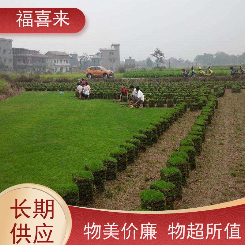福喜来苗圃 草块供应 精品货效果好 草坪基地直发