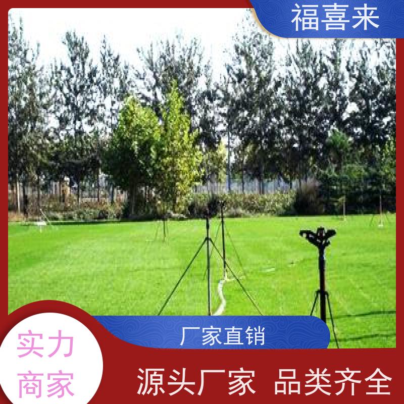 福喜来苗圃 马尼拉草皮供应 道路园区绿化用 常绿耐踩踏