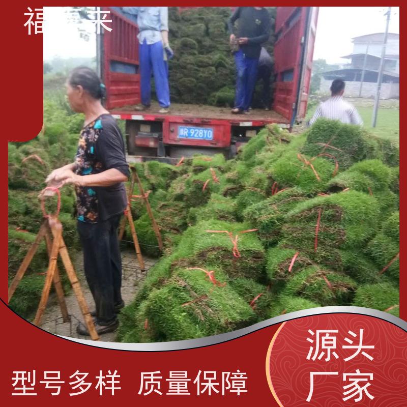 福喜来苗圃 草卷出售 现挖现发品种齐全 基地供应