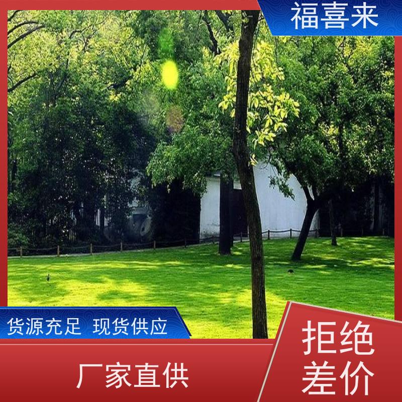 福喜来苗圃 马尼拉草皮直供 耐寒耐践踏易存活暖季型 常绿耐踩踏