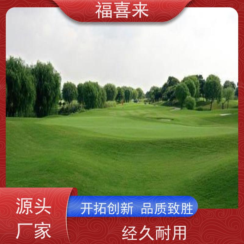 福喜来苗圃 马尼拉草皮供应 道路园区绿化用 工程草坪