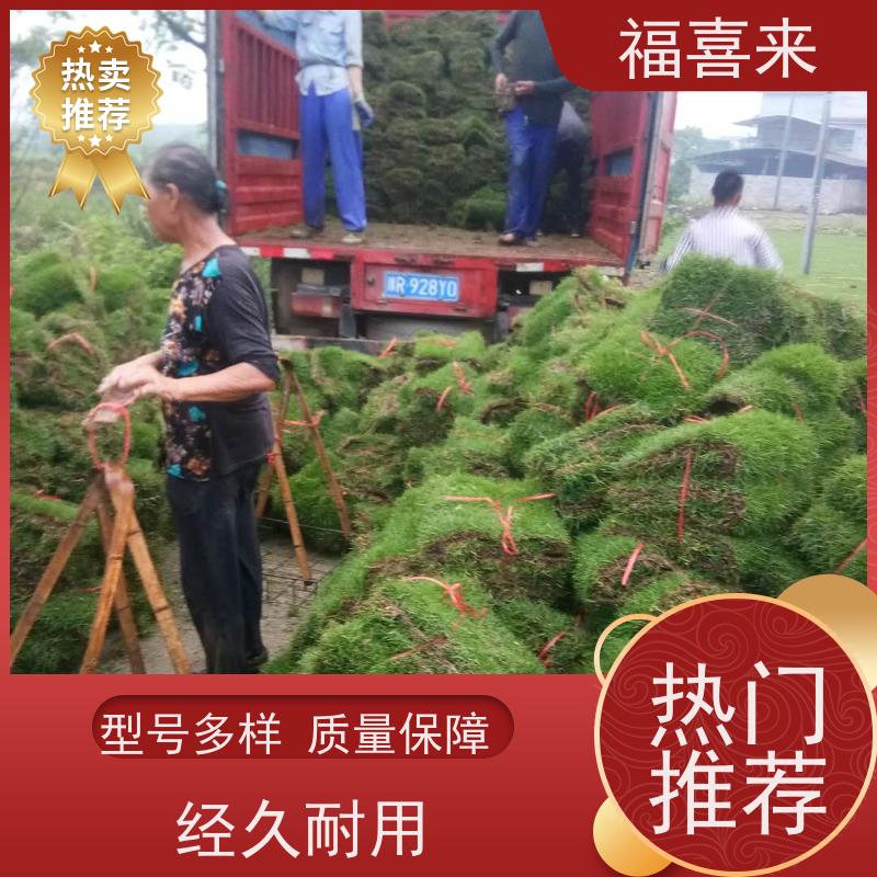 福喜来苗圃 草卷 耐寒耐践踏易存活暖季型 常绿耐踩踏
