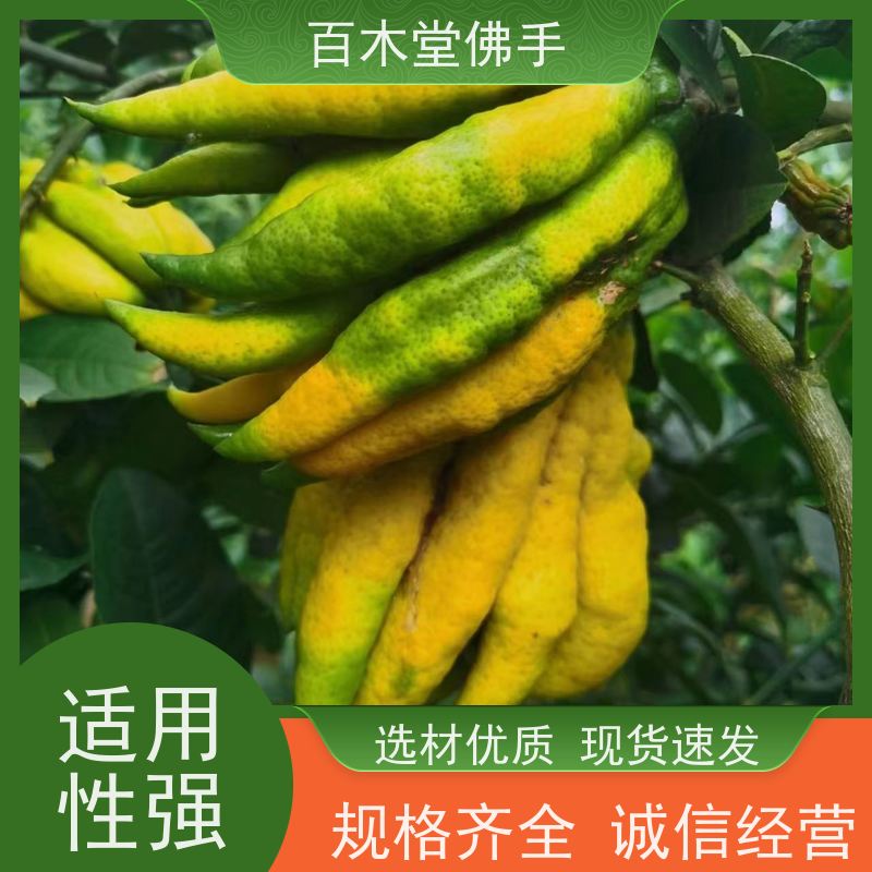 百木堂道路绿化行道苗石菖蒲种植造型优美 适应性强