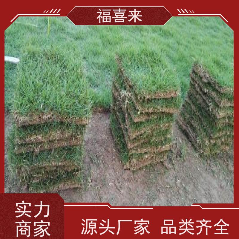 福喜来苗圃 马尼拉草块出售 道路园区绿化用 工程草坪