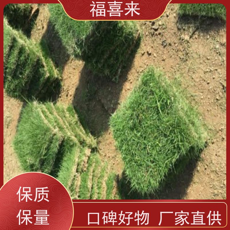 福喜来苗圃 草块出售 现挖现发品种齐全 草坪基地直发