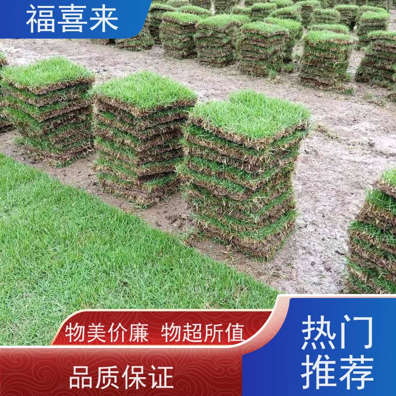 福喜来苗圃 马尼拉草块直供 道路园区绿化用 草坪基地直发