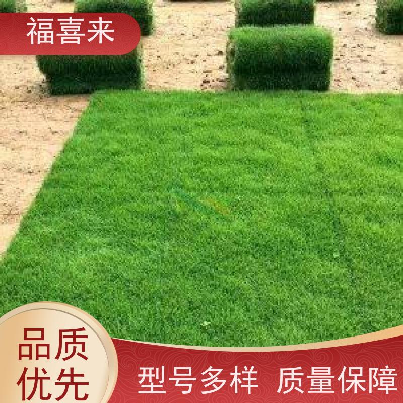 福喜来苗圃 草卷批发 球场用草 耐旱易打理 工程草坪