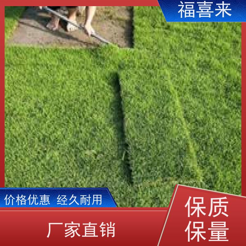 福喜来苗圃 草皮出售 耐寒耐践踏易存活暖季型 工程草坪