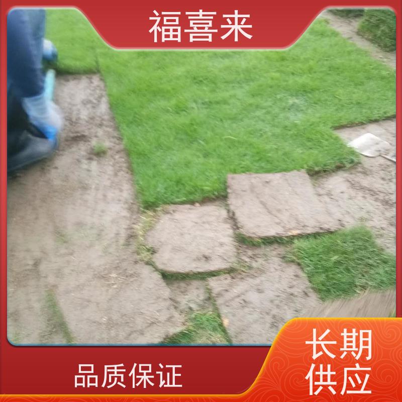 福喜来苗圃 草皮直供 球场用草 耐旱易打理 常绿耐踩踏