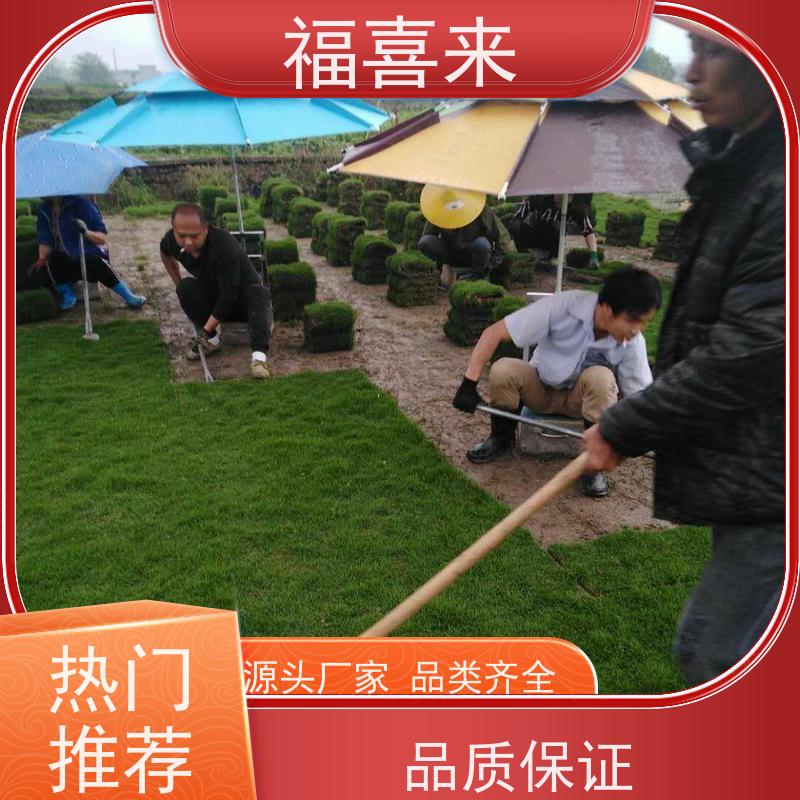 福喜来苗圃 马尼拉草皮 公园绿化混播草坪 基地供应