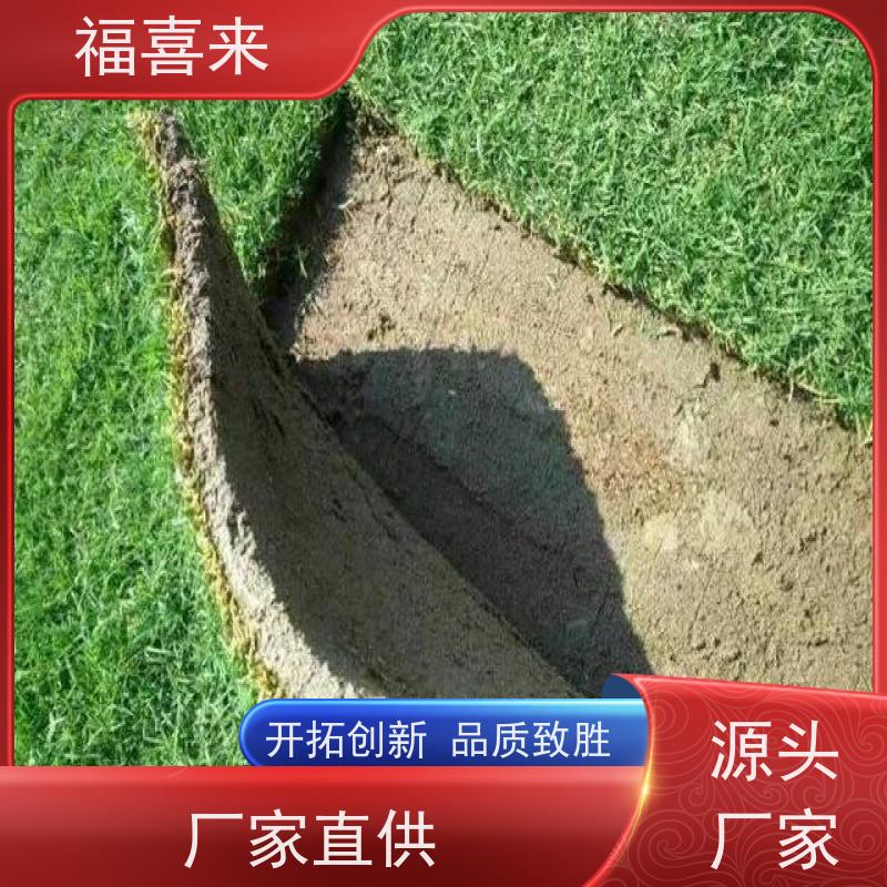 福喜来苗圃 草皮直供 球场用草 耐旱易打理 基地供应