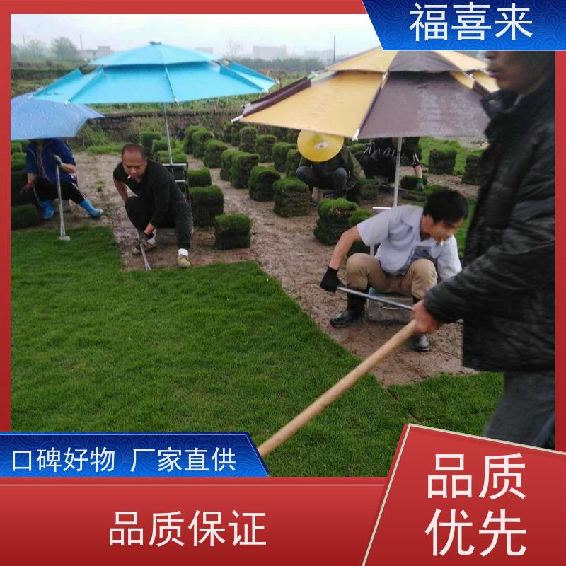 福喜来苗圃 草皮 耐寒耐践踏易存活暖季型 工程草坪