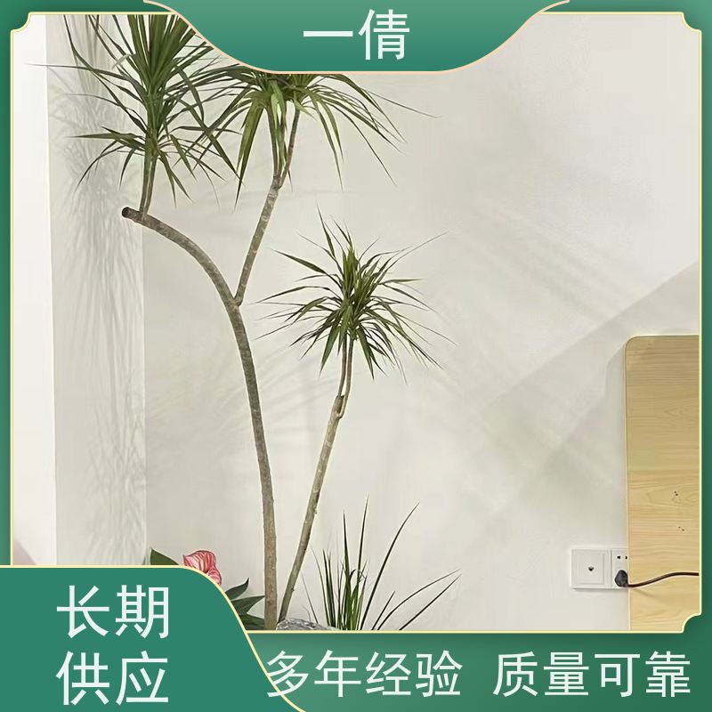 一倩花卉 三杆发财树 绿植租赁出售 种类繁多 规格齐全