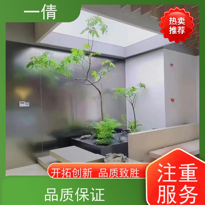 一倩花卉 量天尺 绿植租赁出售 种类繁多 规格齐全
