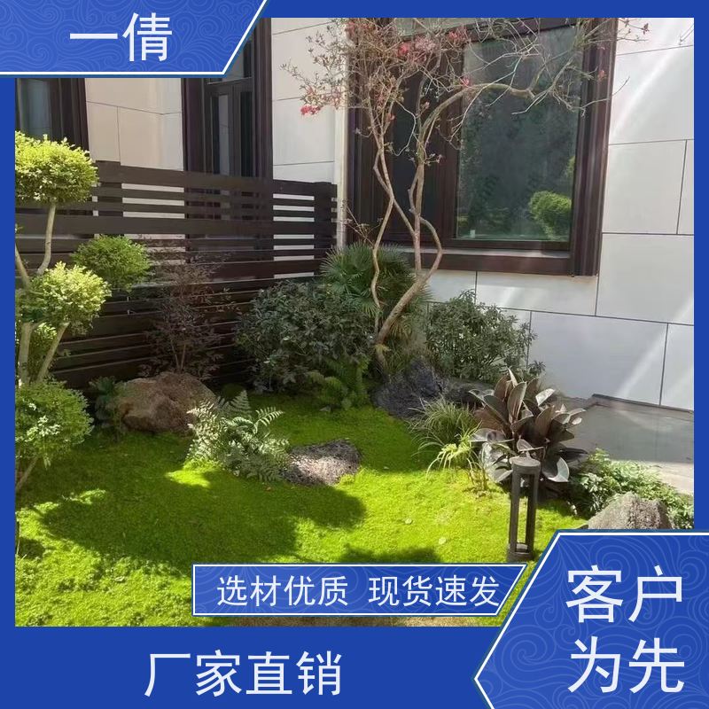 一倩花卉 巴西木 绿植租赁出售 种类繁多 规格齐全