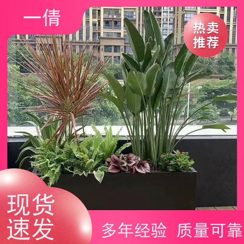 一倩花卉 12寸盆四季桔 绿植租赁出售 种类繁多 规格齐全