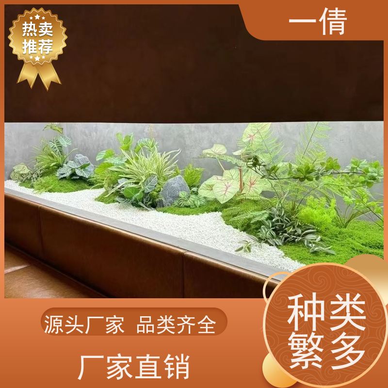 一倩花卉 凤尾竹 绿植租赁出售 种类繁多 规格齐全