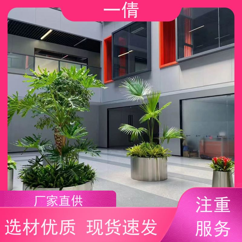一倩花卉 高山榕 绿植租赁出售 种类繁多 规格齐全