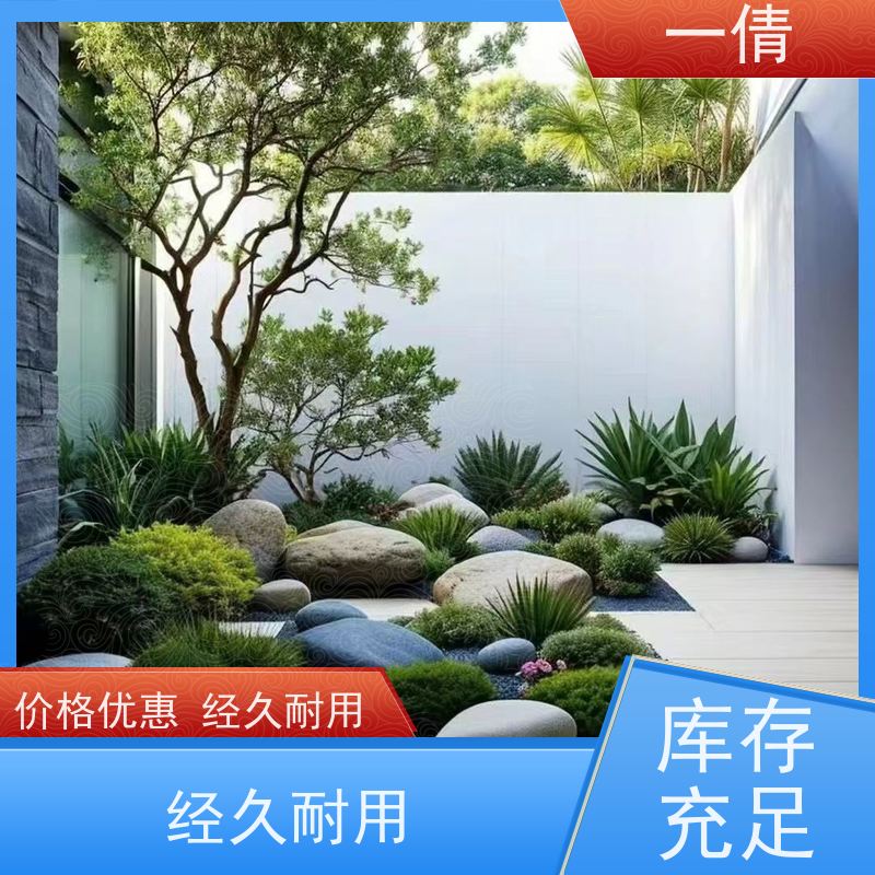 一倩花卉 8层黄金果 绿植租赁出售 种类繁多 规格齐全